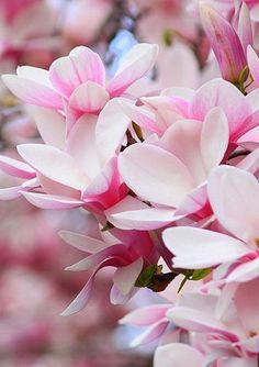 
                    
                        So Magnolias
                    
                