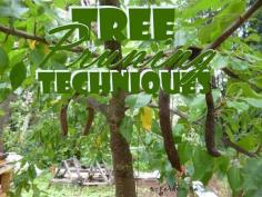 
                    
                        Tree Pruning Techniques for productive fruit trees
                    
                