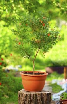 
                    
                        Container Grown Pomegranate Trees: Tips On Growing A Pomegranate In A Pot - Pomegranates are delicious and high in antioxidants, leading many to try their hands at pomegranate growing. If this includes you, the following article includes info on caring for pomegranate plants with an emphasis on indoor pomegranate trees in containers.
                    
                