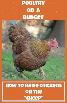 
                    
                        Poultry on a Budget: How to Save Money Raising Chickens
                    
                