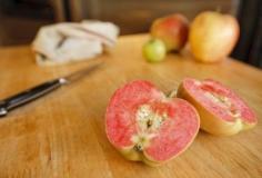 
                    
                        Apples With Red Flesh: Information About Red-Fleshed Apple Varieties - You haven’t seen them at the grocers, but apple growing devotees have no doubt heard of apples with red flesh. A relative newcomer, there are a number of red fleshed apple trees available to the home fruit grower. Read this article to learn more.
                    
                