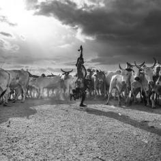 
                    
                        Hamer bull jumping, Turmi, Ethiopia | by Eric Lafforgue
                    
                