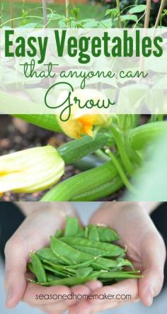 
                    
                        Thinking about planting a small vegetable garden this year? I have a few suggestions for Easy Vegetables that Anyone Can Grow. These garden vegetables are ideal for beginners. garden | gardening| vegetable garden |  #seasonedhome
                    
                