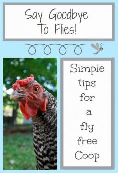 
                    
                        Backyard Chickens: How to Get Rid of Flies
                    
                