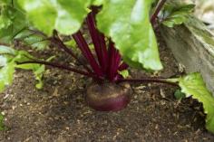 
                    
                        Fertilizing Beet Plants: Learn When And How To Fertilize Beets - Both the root and the greens are high in vitamins and nutrients. Bigger, sweeter roots come from plants that are grown in highly fertile ground. Learn more about feeding beet plants in this article. Click here for more information.
                    
                