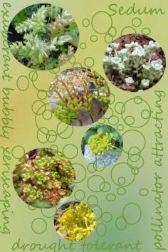 
                    
                        Sedum Plant List - find your favorite stonecrop here www.drought-smart...
                    
                