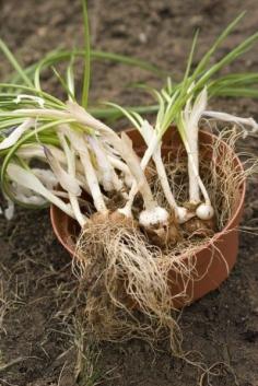 
                    
                        What Are Crocus Offsets: How To Dig Up Crocus Bulbs For Propagation - Crocuses are some of the first flowers to poke their heads through the soil in early spring. Propagating crocus bulbs from division is an easy method of multiplying these enchanting flowers, and this article will help.
                    
                