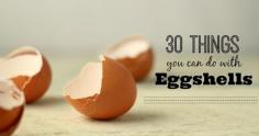 
                    
                        30+ Things to Do with Eggshells
                    
                