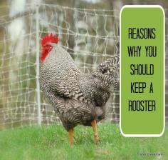 
                    
                        Keep the Rooster-  good reasons to have a rooster in the flock
                    
                