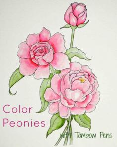 
                    
                        Color Peonies with Tombow Pens - video included with 3 different methods.
                    
                