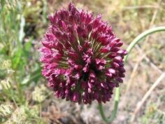 
                    
                        Drumstick Allium Flowers: Tips For Growing Drumstick Alliums - Drumstick allium is appreciated for the egg-shaped blooms that appear in early summer. Hollow, grayish-green foliage provides lovely contrast to the pink to rosy-purple drumstick allium flowers. Click here to learn more them.
                    
                