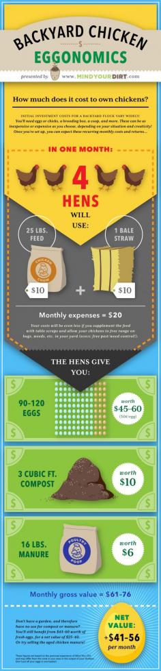 
                    
                        Mind Your Dirt Urban Backyard Chicken Costs Pinterest Infographic. The actual costs and profits of raising urban backyard chickens will surprise you! The price of chicken feed and bedding is nowhere near what you can get from the eggs, manure and compost material! Check it out! Also, enjoy this awesome pinterest infographic that my girlfriend made!
                    
                