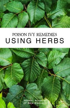 
                    
                        Poison Ivy Remedies Using Herbs - Herbal Academy
                    
                