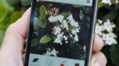 
                    
                        The App That Identifies Plants from a Picture
                    
                