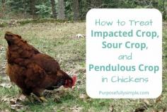 
                    
                        How to Treat Impacted Crop, Sour Crop, and Pendulous Crop
                    
                