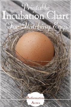 
                    
                        Printable Incubation Chart for Hatching Chicken, Duck, & Turkey Eggs
                    
                