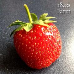
                    
                        Strawberry Syrup » 1840farm.com
                    
                