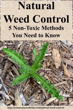 
                    
                        Natural Weed Control - 5 Non-Toxic Methods You Need to Know - from crabgrass to dandelions, keep weeds managed in your yard and garden without poisons.
                    
                