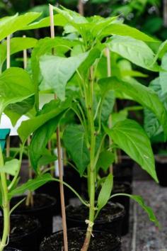
                    
                        No Flowers Or Fruit On Peppers: Reasons For Pepper Plants Not Producing - Peppers are all warm-season veggies and need at least 6 hours of sun to produce fruit. Even when that requirement is met, sometimes there will be no flowers or fruit on the peppers. This article will help with info on why this occurs.
                    
                