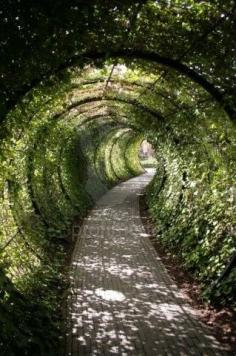
                    
                        Garden tunnel, Alnwick Castle, Northumberland, England - A tunnel in the back yard!  This would be fun!!!
                    
                