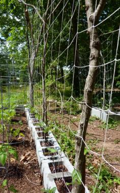
                    
                        Use salvaged materials to build garden trellises on a budget.
                    
                