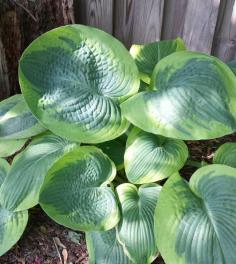 
                    
                        This Hosta does well in the shade with very little sun. The leaves are amazing.  We think it is "Francis Williams". Discover more great shade perennials.
                    
                