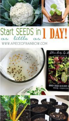 
                    
                        A Simple Trick on How to Start Seeds Super Fast & Easy in 1/3 time with 3X more success! - A Piece Of Rainbow
                    
                