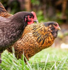 
                    
                        11 Reasons to Keep Backyard Chickens Need a good reason to bite the bullet and build the backyard coop? Don’t worry, we’ve got you covered.
                    
                