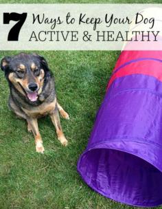 
                    
                        Trying to keep your dogs healthy? Check out these 7 ways to keep your dog active and healthy. #BeyondSummer #Ad
                    
                