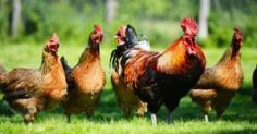 
                    
                        This Chicken Farm Uses Oregano Oil Instead Of Antibiotics
                    
                