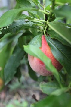
                    
                        Dwarf Fruit Trees for Small-Space Gardens
                    
                