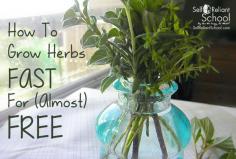 
                    
                        How To Grow Herbs Fast For (Almost) FREE
                    
                