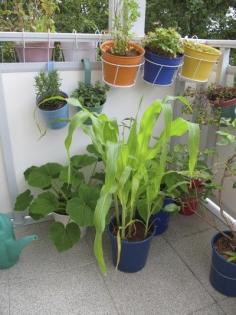 
                    
                        Container Vegetable Plants: Suitable Vegetable Varieties For Containers - You may think vegetables aren’t well suited for container gardening, but there are many good container vegetable plants. In fact, nearly any plant will grow in a container. Click here for more info on good container vegetables.
                    
                