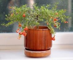 
                    
                        Pomegranate Houseplants: How To Grow Pomegranates Inside - If you think that pomegranate trees are exotic specimens that require a specialized environment and an expert’s touch, you may be surprised that growing pomegranate trees indoors is actually relatively easy. This article can help.
                    
                