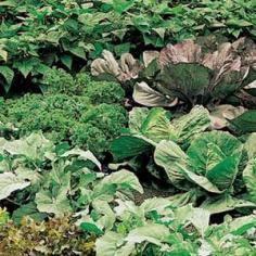 
                    
                        Plan Hardy Vegetable Crops | Garden Club
                    
                