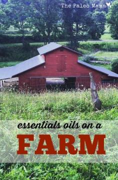 
                    
                        Using essential oils on a farm is an effective and natural solution! You won't believe how easy it is to use essentials oils on your farm animals thepaleomama.com/...
                    
                