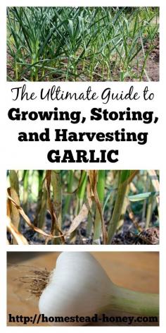 
                    
                        Garlic is not only an incredible culinary and medicinal plant, but is also incredibly easy to grow in your home garden!  In this post, you'll find all that you need to know about growing, harvesting, and storing garlic.  Homestead Honey | homestead-honey.com
                    
                
