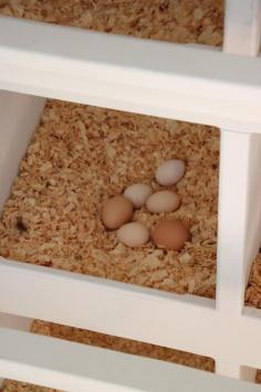 
                    
                        Tilly's Nest: Rotating Litter Method for Backyard Chickens
                    
                