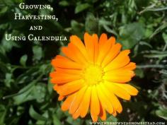 
                    
                        Calendula is super easy to grow and harvest. And its wonderful for DIY skincare!
                    
                