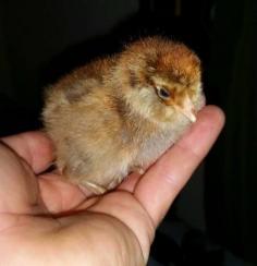 
                    
                        Here's little baby Mia from my flock. She's an Easter Egger and has the most beautiful eggs ever! How cute is this little baby chick?
                    
                