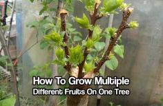 
                    
                        How To Grow Multiple Different Fruits On One Tree
                    
                