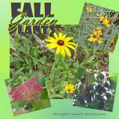 
                    
                        Fall Garden Plants - my choices for drought tolerance and colour
                    
                
