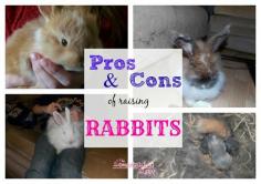 
                    
                        Do you raise rabbits? Pros and Cons of Raising Rabbits
                    
                