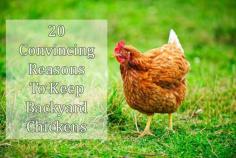
                    
                        20 Convincing Reasons To Keep Backyard Chickens
                    
                