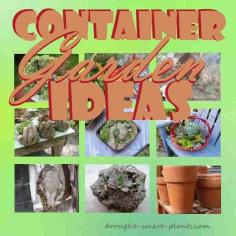 
                    
                        Need some out of the box Container Garden Ideas?
                    
                