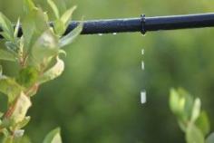 
                    
                        Greywater Can Save Water -- By recycling some of the water used in their homes, called greywater, some homeowners in north-central California cut their water use by an average of 26 percent, according to a 2013 study by Greywater Action.
                    
                