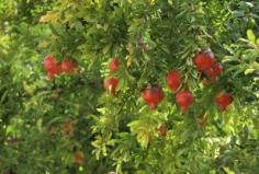
                    
                        Feeding Pomegranates: Learn About Fertilizer For Pomegranate Trees - If you are lucky enough to have a pomegranate or two in the garden, you may wonder what to feed pomegranate trees or if there is even any need in feeding pomegranates. Well, this article will help with that and more.
                    
                