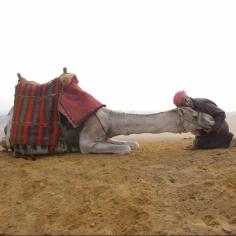 
                    
                        A desert tour guide and camel. 0.4% of global milk production in 2013 came from camels ©FAO/Ami Vitale  #Africa #Camels #Desert #Egypt #Landscape #NearEast #Sand #Trade #livestock #economy #UNFAO #milk #أفريقيا #جمال #صحراء #مصر #طبيعة #الشرق_الأدنى #رمال #تجارة #ماشية #اقتصاد #حليب
                    
                