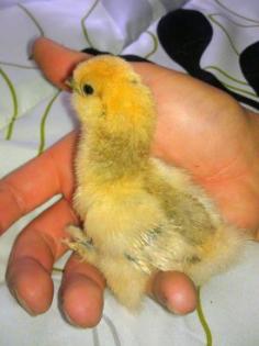 
                    
                        Here's little Baby Piper, my partridge silkie when she was just a week old. So adorable! I love little baby chicks.
                    
                