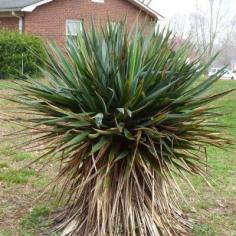 
                    
                        Yucca Plant Problems: Why A Yucca Plant Has Brown Tips Or Foliage - Yucca plants are typically easy-care landscaping plants, but they can have occasional problems. One of the most common symptoms of a sick yucca is browning leaves. Find out what to do for a yucca turning brown in this article.
                    
                
